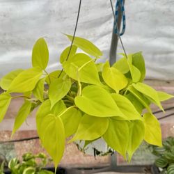 Philodendron Neon Cordatum - 6inch
