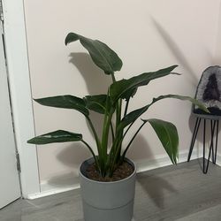 Birds of paradise live in pot