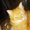 Ginger