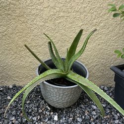Healthy Aloe Plant