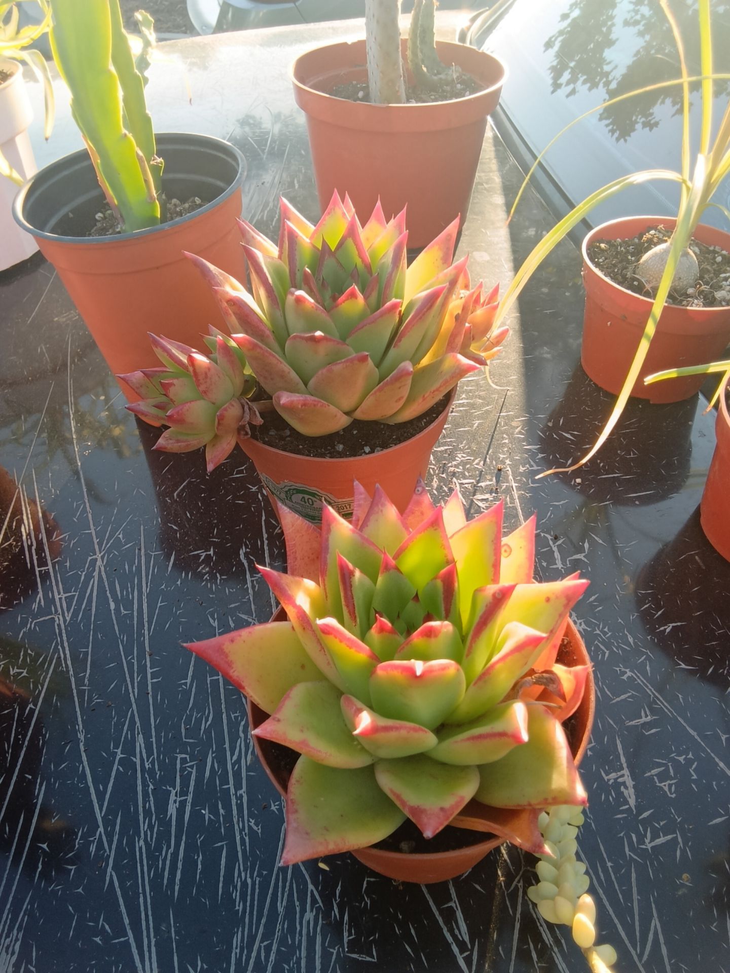 Echeveria agavoides 'Lipstick'