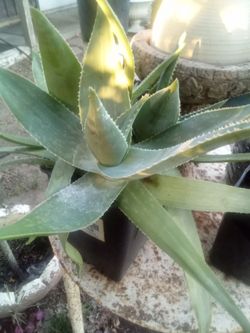 Aloe Vera Plant – Easy Care, Fast Growing Planta Aloe Vera – Fácil Cuidado