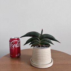 Sansevieria Rorida Black