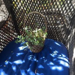 Minitradescantia Plant