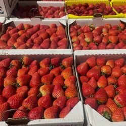 Freshly Picked Sweet Strawberries 