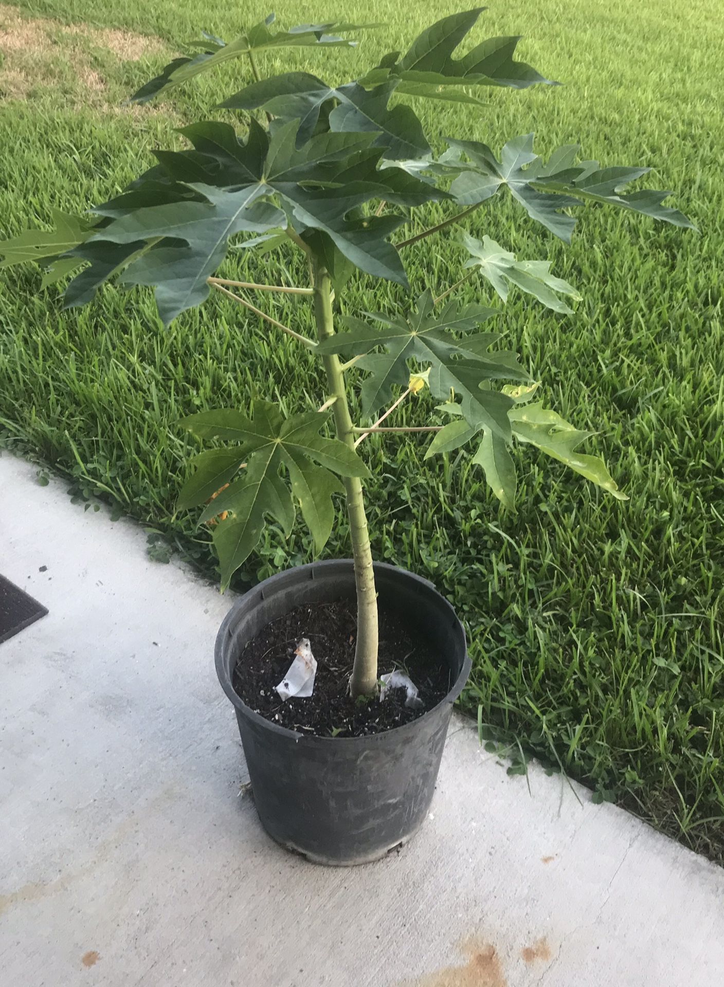 Papaya tree