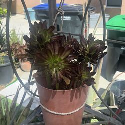 Beautiful succulent real plant