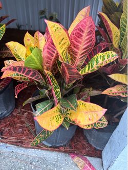 Crotons