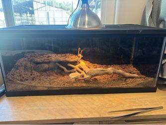 Reptile tank
