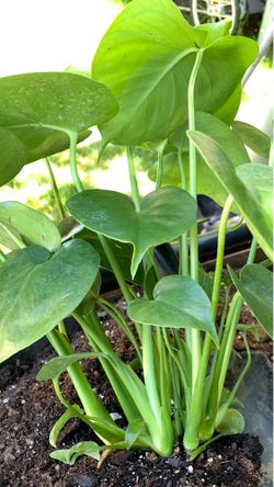 🌿 Monstera Starter Plants – 4” Pots 🌿