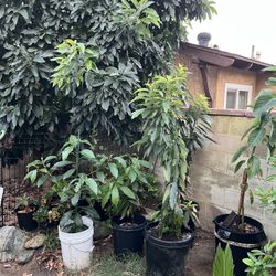 Avocado Trees For Sale