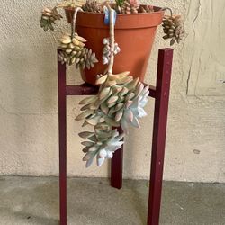 Plant Stand w/ Succulents