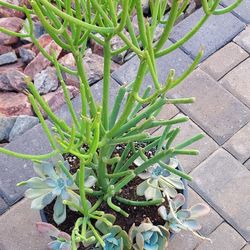 Firestick with Succulent Mix