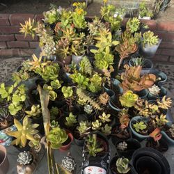 Plants & Succulents