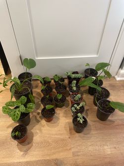 Indoor Plants