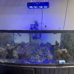 180 Gallon Fish tank