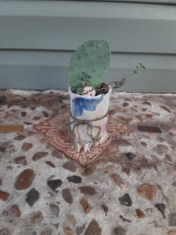 Cactus & succulents