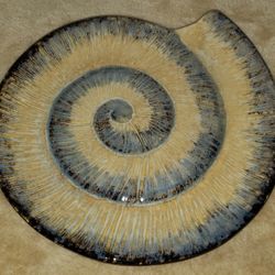 Spiral Ammonite Fossil/Seashell Porcelain & Ceramic Decorative Accent Plate
