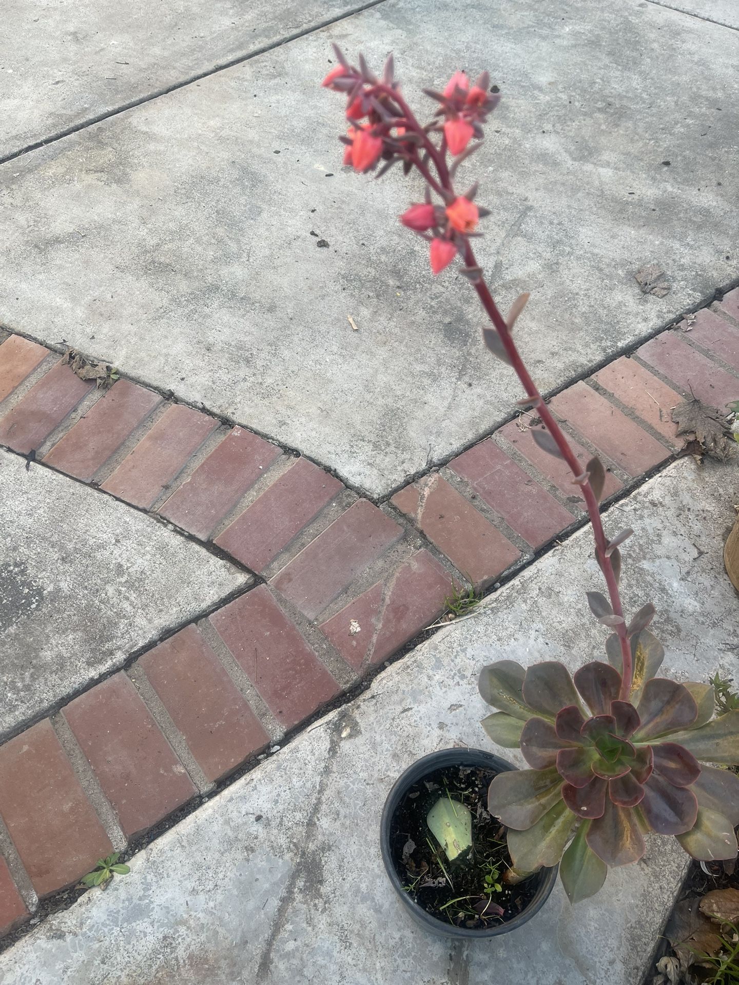 Plant With Bloom Succulent