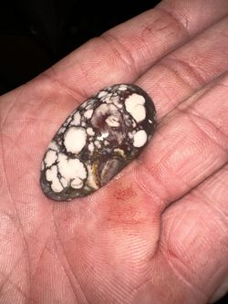 Beautiful Cabs Of Wild horse Turq Stones. 