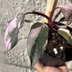 Philodendron Pink Princess
