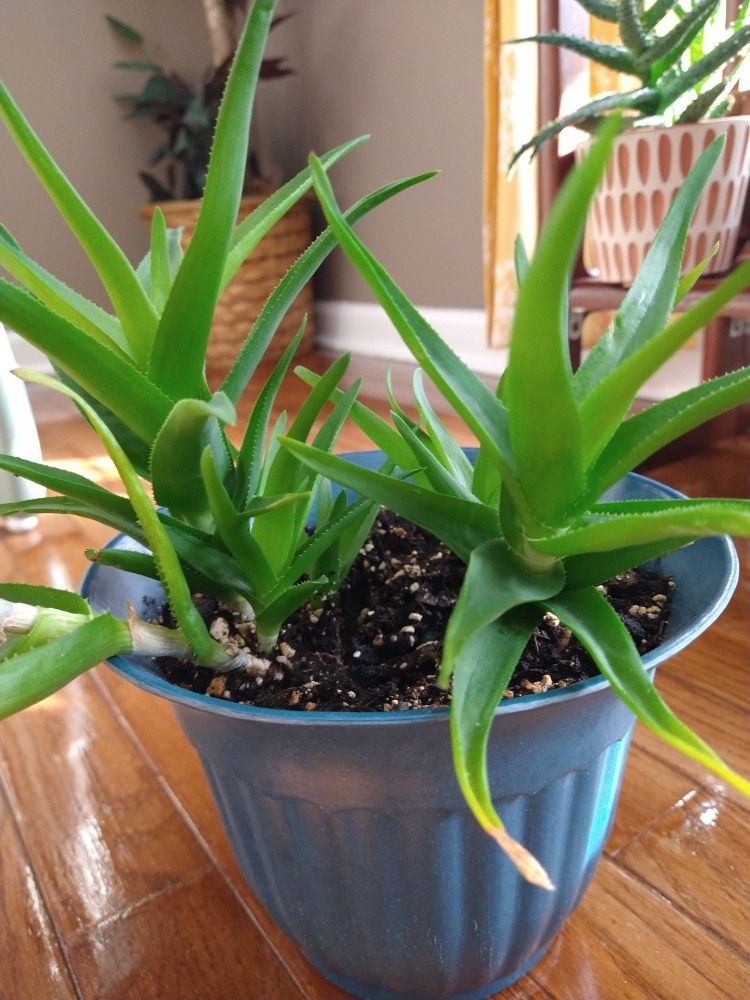 Climbing Aloe LIVE PLANT