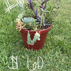 Live Succulent Arrangements