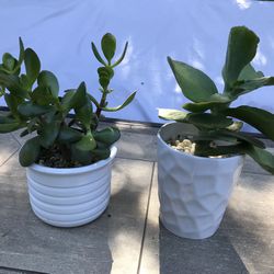 A flap Jack & jade succulent plants in pretty white ceramic pots