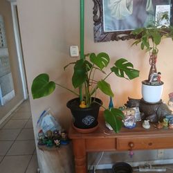 Monstara Swiss Cheese Plant 