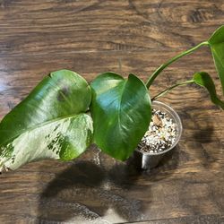 Variegated Monstera Albo Rooted Plant