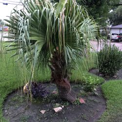 Mexican Palm Plant 