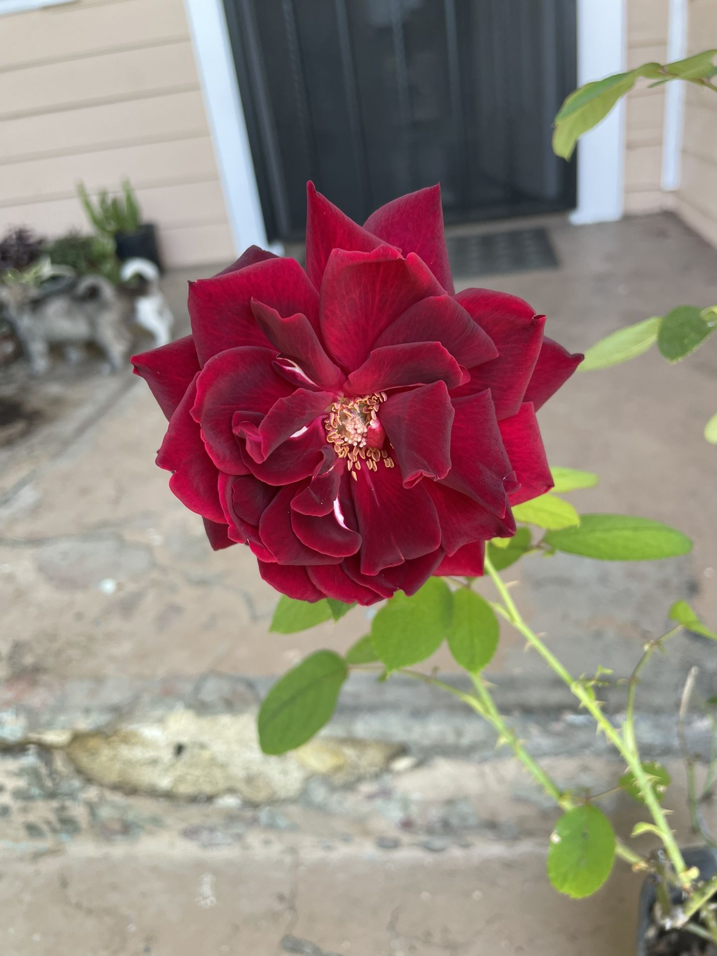 Red Rose Plant
