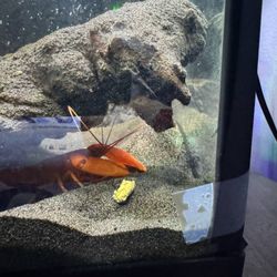 Crayfish 