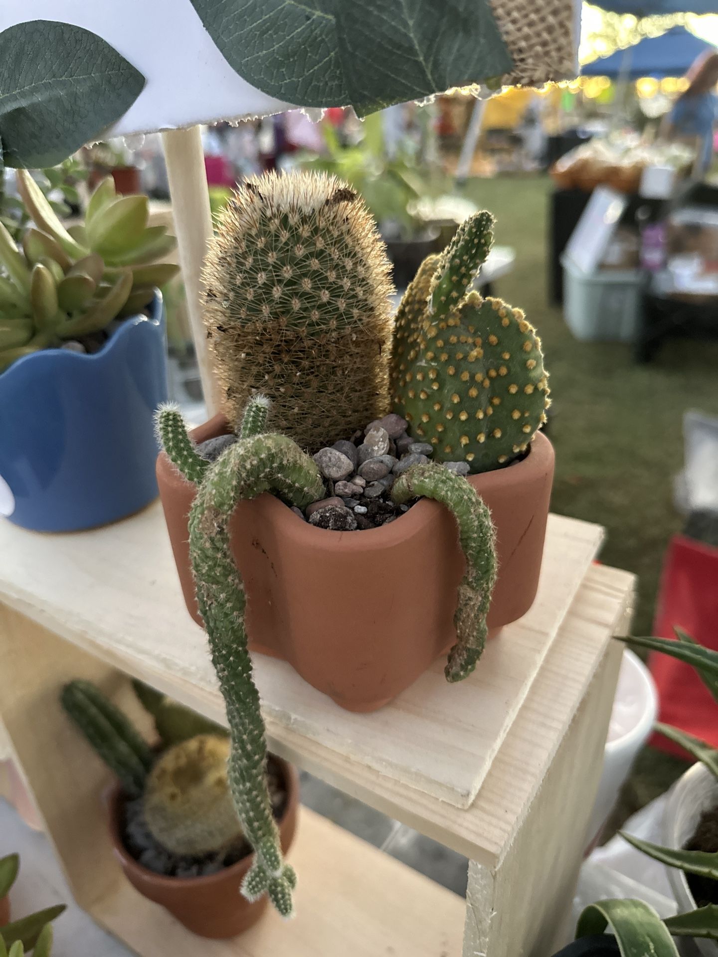 Cactus Arrangement In Terracotta Pot - Live plant