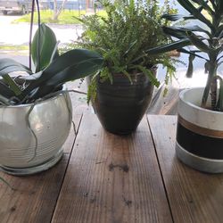 Pots And Plants 