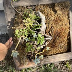 Free Planter Box With Succulents