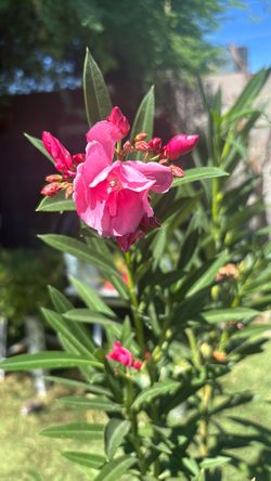 Oleander plant