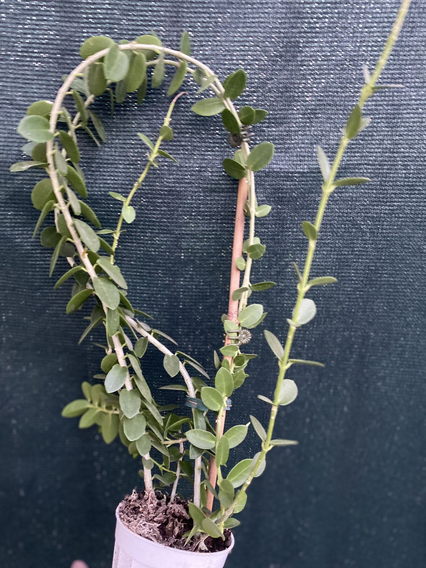 Hoya Cumingiana House Plant, In 4 Inch Pot Pick Up Only