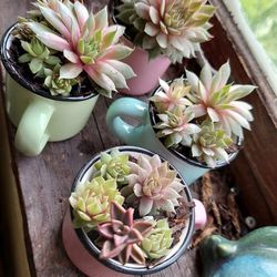 Mini Mug Assorted Succulent Garden 