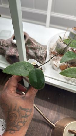 Hoya Towutiensis