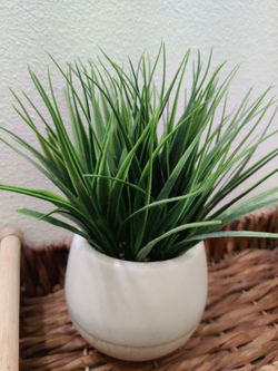Small decorative plant for home or office