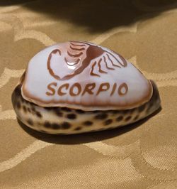 Vintage 1980s Scorpio Zodiac Hand Carved Cowrie Shell.