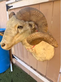 Taxidermy