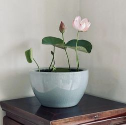 Desktop Lotus
