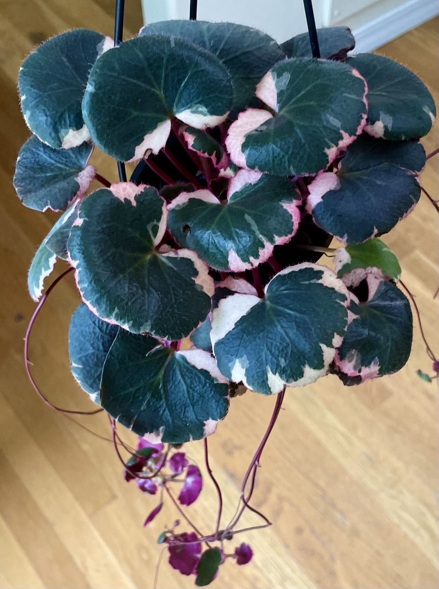 Variegated Tricolor Begonia Plant in Hanging Pot / Free Delivery Available