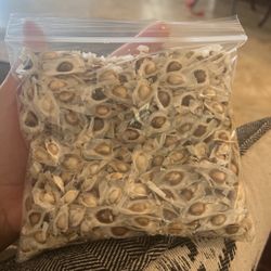Moringa Seeds