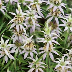 Native Monarda Punctata (Spotted Bee Balm) Plant Plugs 
