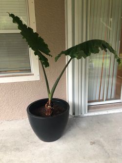 Large Potted Plant