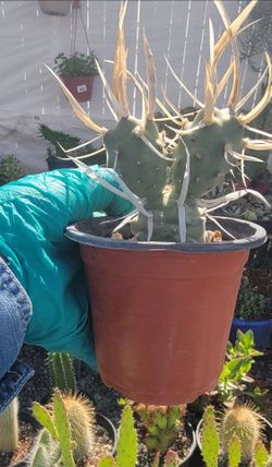Suculentas Y Cactus 🌵 💕 $5 Each