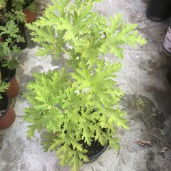 Citronella Mosquito Plant